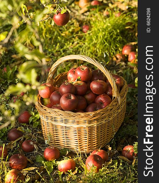 Harvest of the orchard, basket full of red apples under apple tree