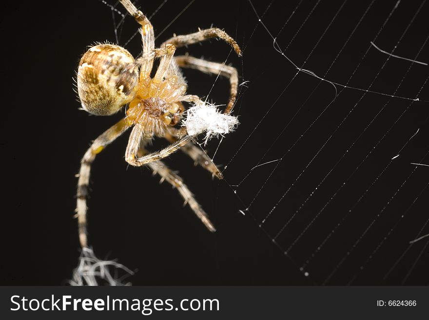 Orb weaver spider fixing its web. Orb weaver spider fixing its web