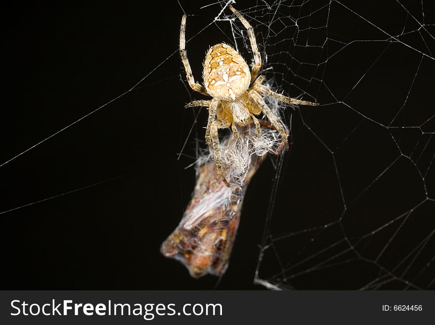 Orb weaver spider with prey in web