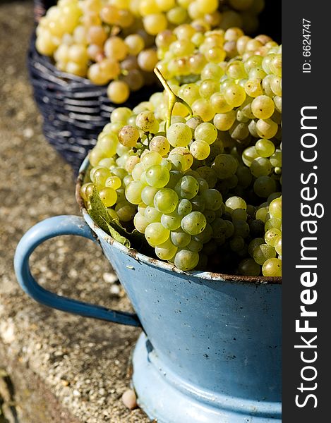 Lot of bunch of grapes in a blue bucket. Lot of bunch of grapes in a blue bucket