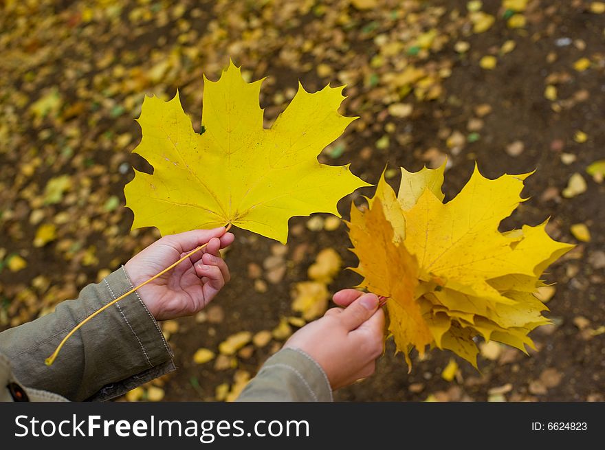 Autumnal yellow leaves at hands. Autumnal yellow leaves at hands