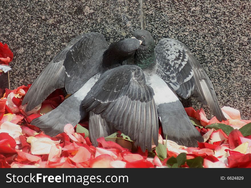 Two doves are kissing on the rose petals.