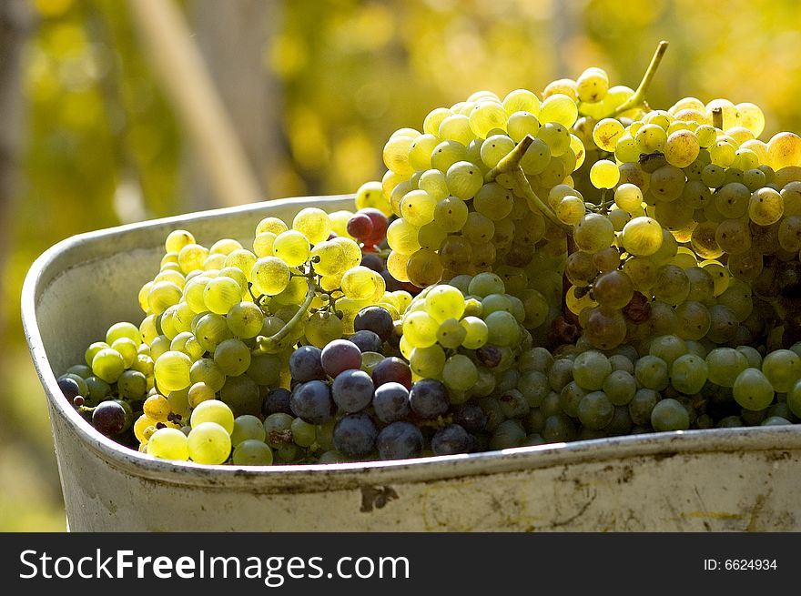 Lot of grapes in a metal bucket. Lot of grapes in a metal bucket
