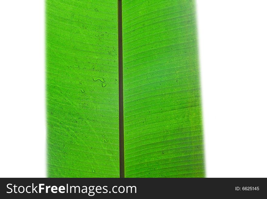 Close-up fresh green leaf. Isolated on white background