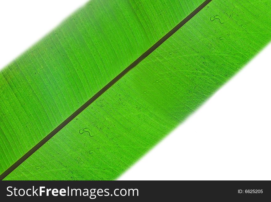 Close-up fresh green leaf. Isolated on white background