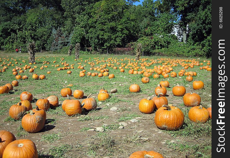 Rows of pumpkins in pumpkin patch