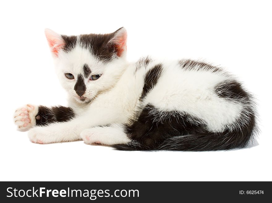 Close-up lying small kitten, isolated on white. Close-up lying small kitten, isolated on white
