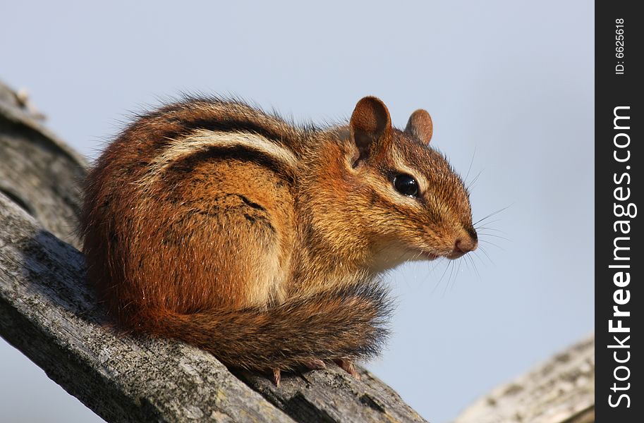 A close up image of a chipmunk sitting on a fence post. A close up image of a chipmunk sitting on a fence post