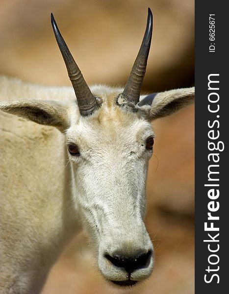 Mountain Goat on Mount Evans, Colorado