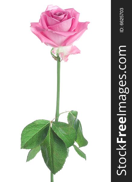 Close-up pink rose, isolated on white. Close-up pink rose, isolated on white