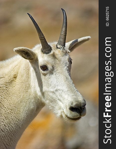 Mountain Goat on Mount Evans, Colorado