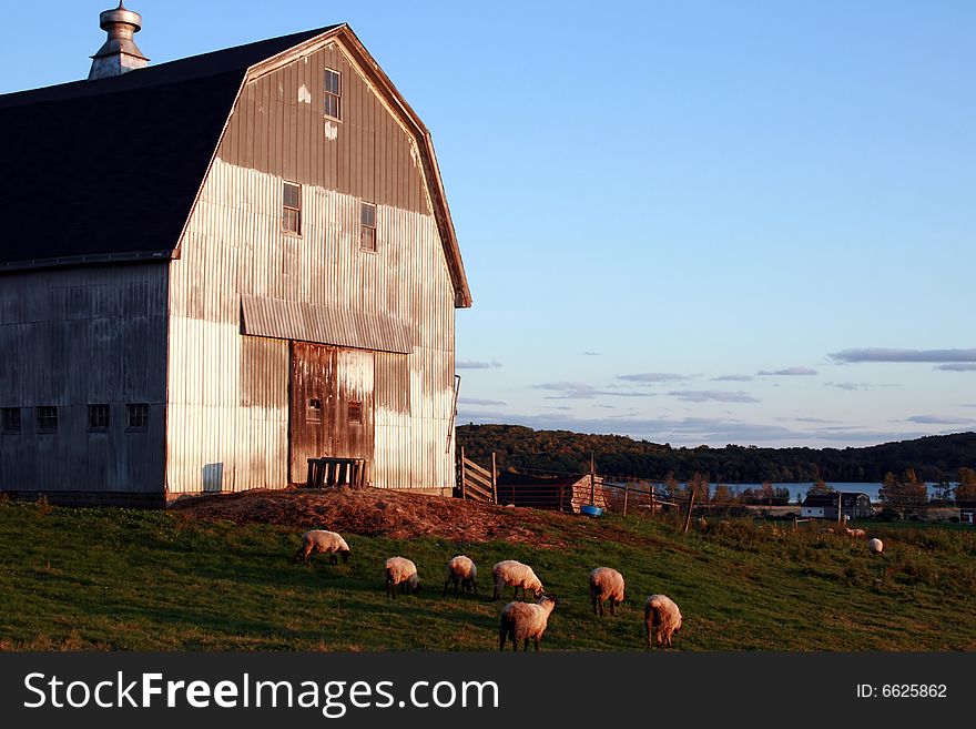 A small flock of sheep grazing in front of antique barn, in late afternoon under a blue sky. A small flock of sheep grazing in front of antique barn, in late afternoon under a blue sky