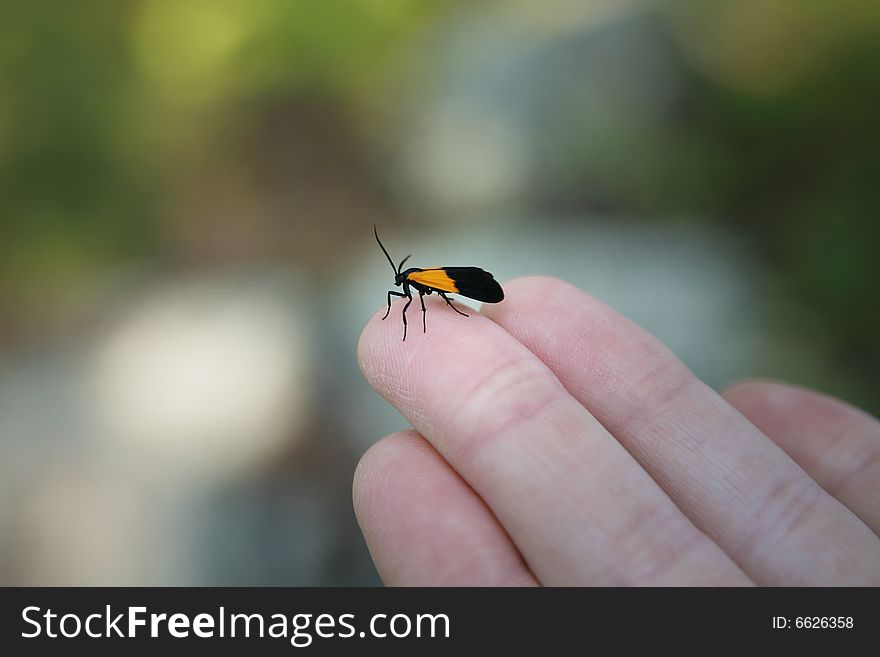 A small insect resting on the palm of someone's hand. A small insect resting on the palm of someone's hand