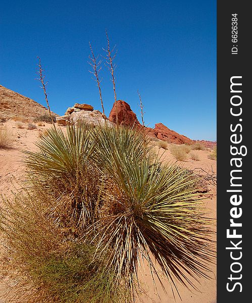 Yuccas in Valley of Fire State Park. Yuccas in Valley of Fire State Park