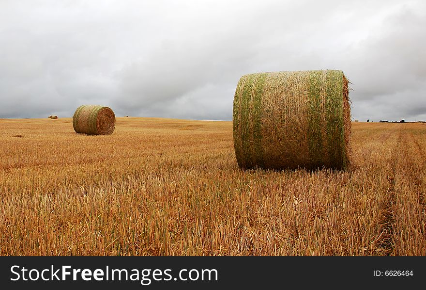 Wheat pack on a cloudy day