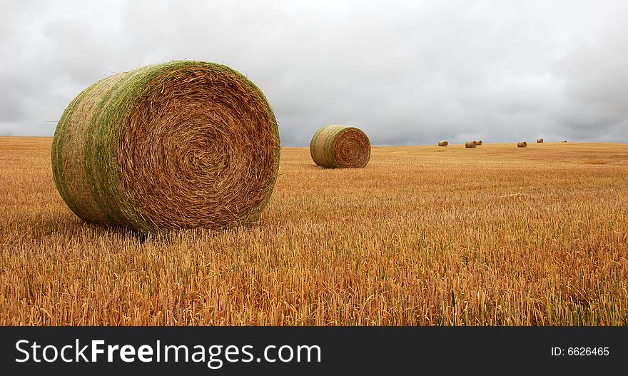 Wheat pack on a cloudy day