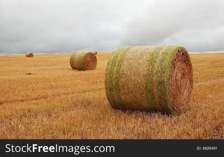 Wheat pack on a cloudy day