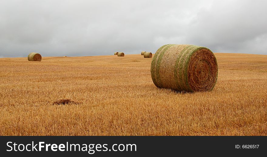 Wheat pack on a cloudy day