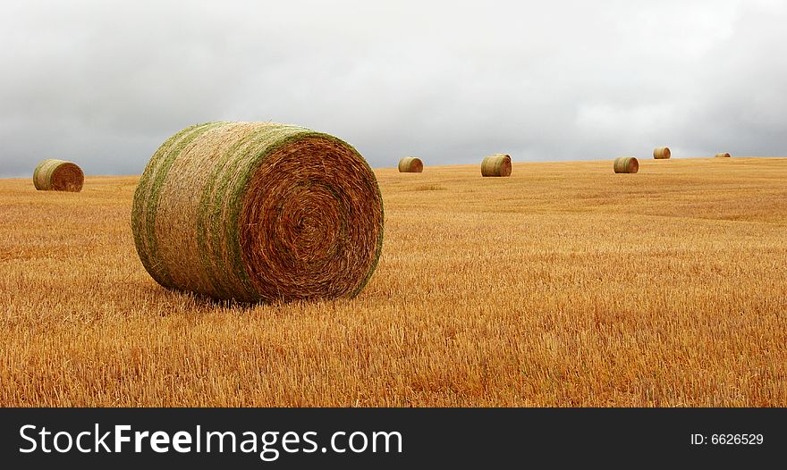 Wheat pack on a cloudy day