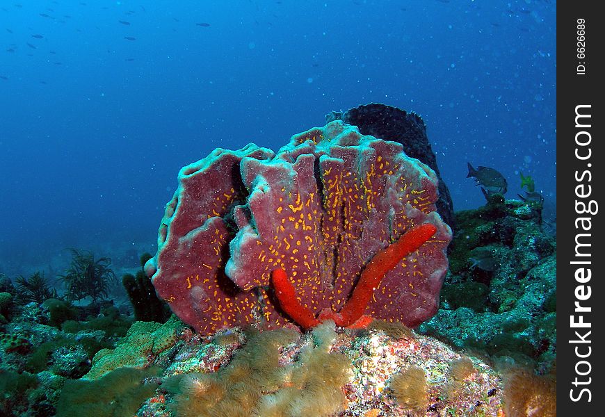 This tube sponge with spots of yellow was taken at Lighthouse Ledge reef in Pompano Beach, Florida.