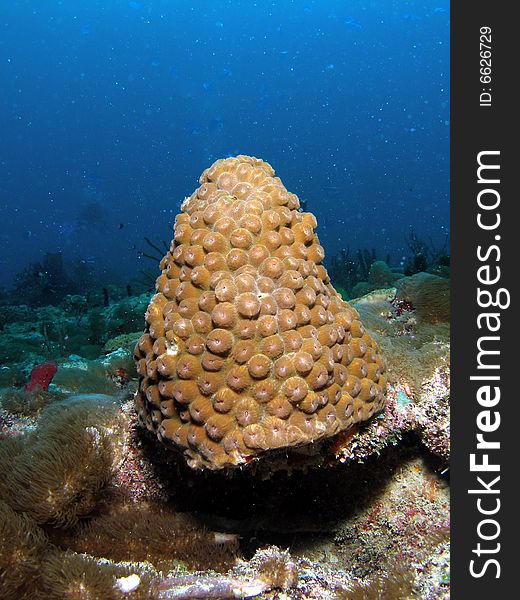 This star coral was taken in about 65 feet of water in Pompano beach, Florida