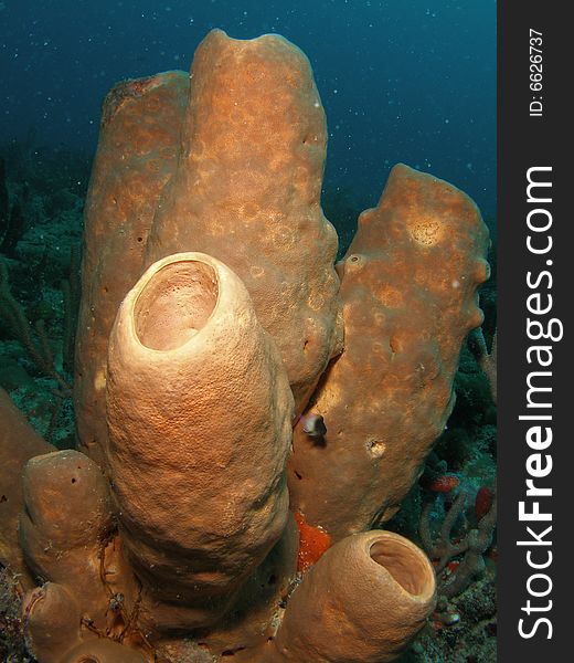 This brown tube sponge was taken at Turtle Ledge reef in south Florida. at 65 feet.