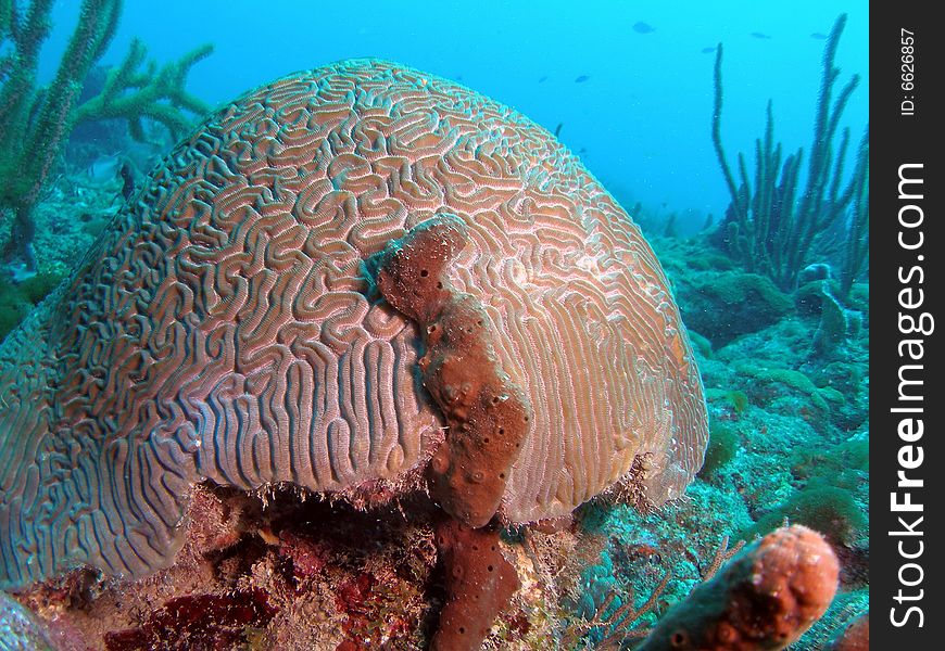 This brain coral was taken at about 55 feet in Pompano beach, Florida. This brain coral was taken at about 55 feet in Pompano beach, Florida