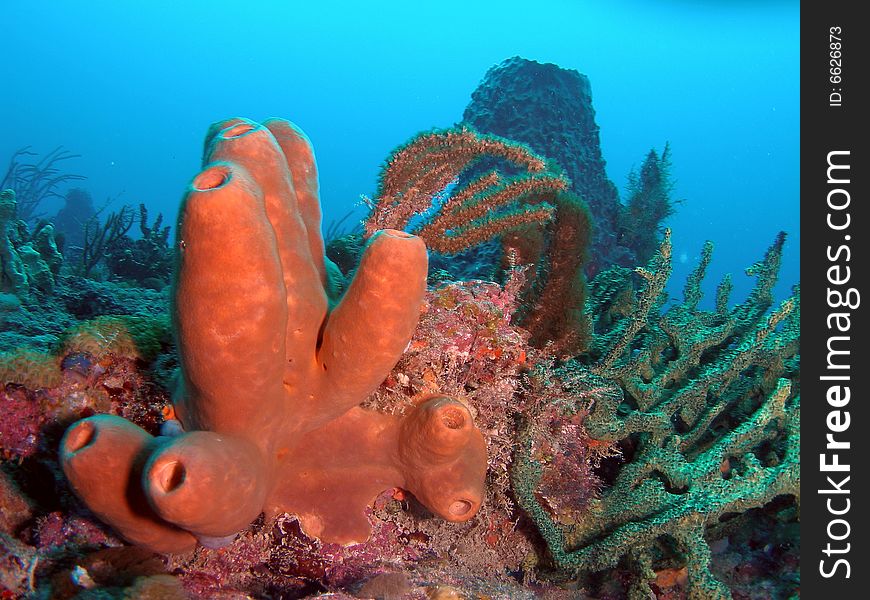 This brown tube sponge was taken at Lighthouse Ledge reef.