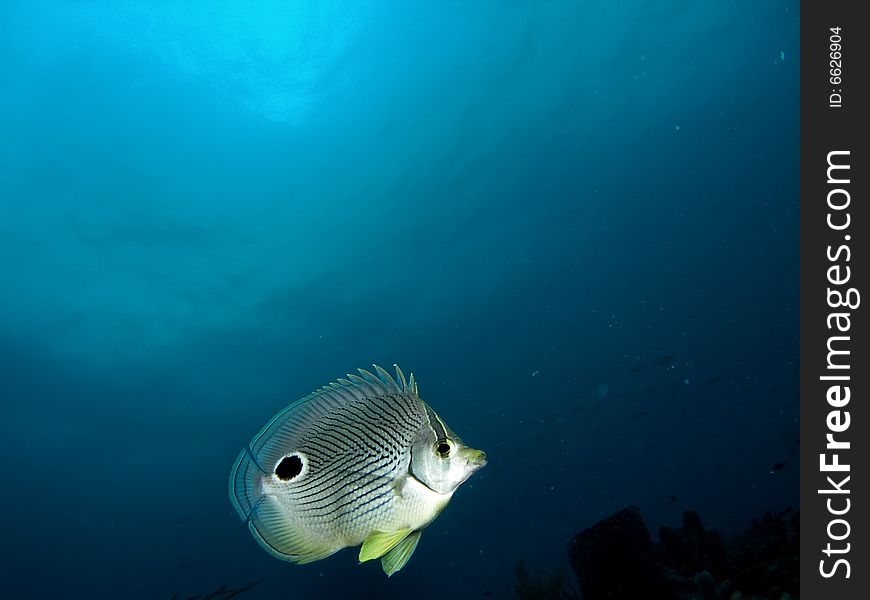 This foureye butterflyfish was taken with the blue surface above in about 55 feet on the lighthouse Ledge reef in Pompano beach, Florida