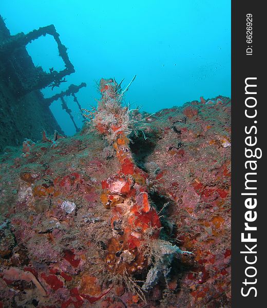 This is coral on the United Caribbean wreck in south Florida. This is coral on the United Caribbean wreck in south Florida.