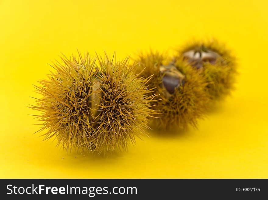 Many Ripe Chestnuts On Yellow Background