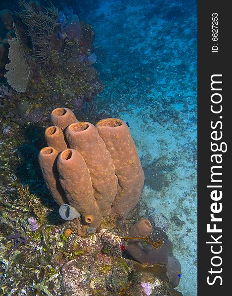 Group of tube sponges on coral reef in caribbean ocean. Group of tube sponges on coral reef in caribbean ocean
