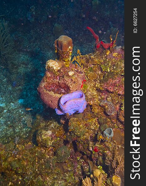 Purple barrel sponge on colorful coral reef in caribbean ocean near roatan