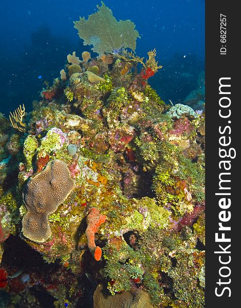 Section of colorful reef with variety of coral, sponges and fans. Section of colorful reef with variety of coral, sponges and fans