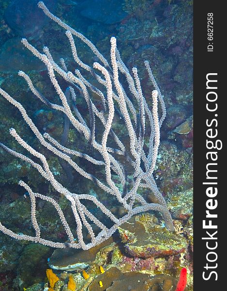 Knobby sea rod coral on reef in caribbean ocean near island of roatan