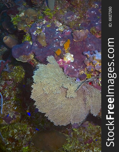 Large gorgonian sea fan on coral reef in caribbean ocean