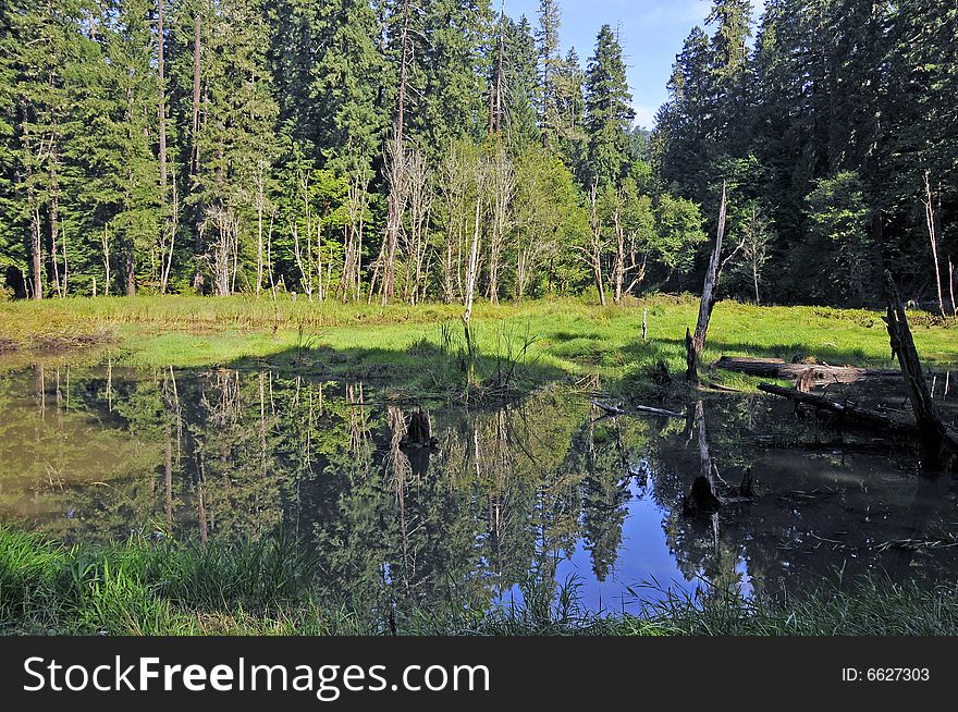 Reflection on the water in small lake