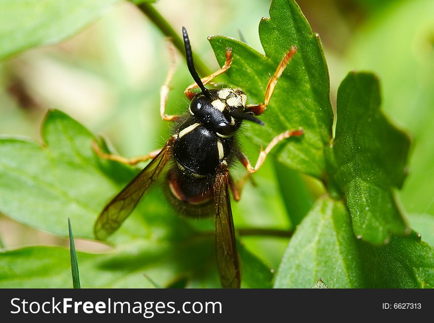 Wasp on green leafs (Dolichovespula silvestris)
