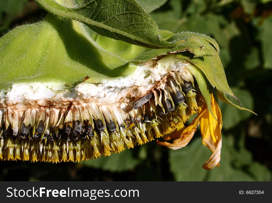 Cross-section of a sunflower showing the seeds in Cowley County, Kansas. Cross-section of a sunflower showing the seeds in Cowley County, Kansas