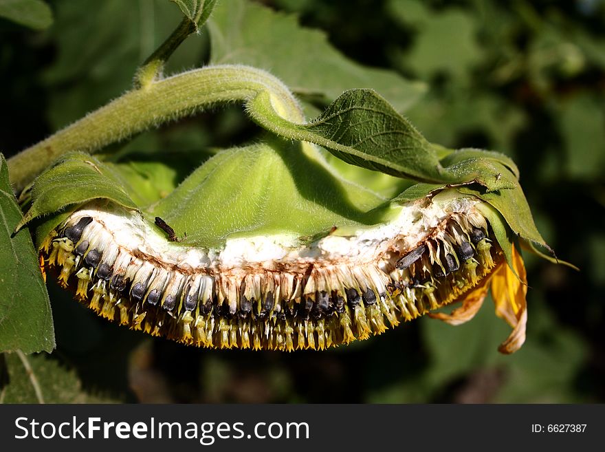 Cross-section of a sunflower showing the seeds in Cowley County, Kansas