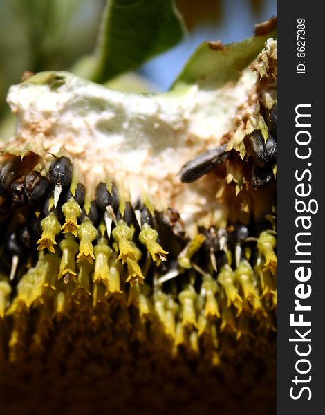 Cross-section of a sunflower showing the seeds in Cowley County, Kansas. Cross-section of a sunflower showing the seeds in Cowley County, Kansas