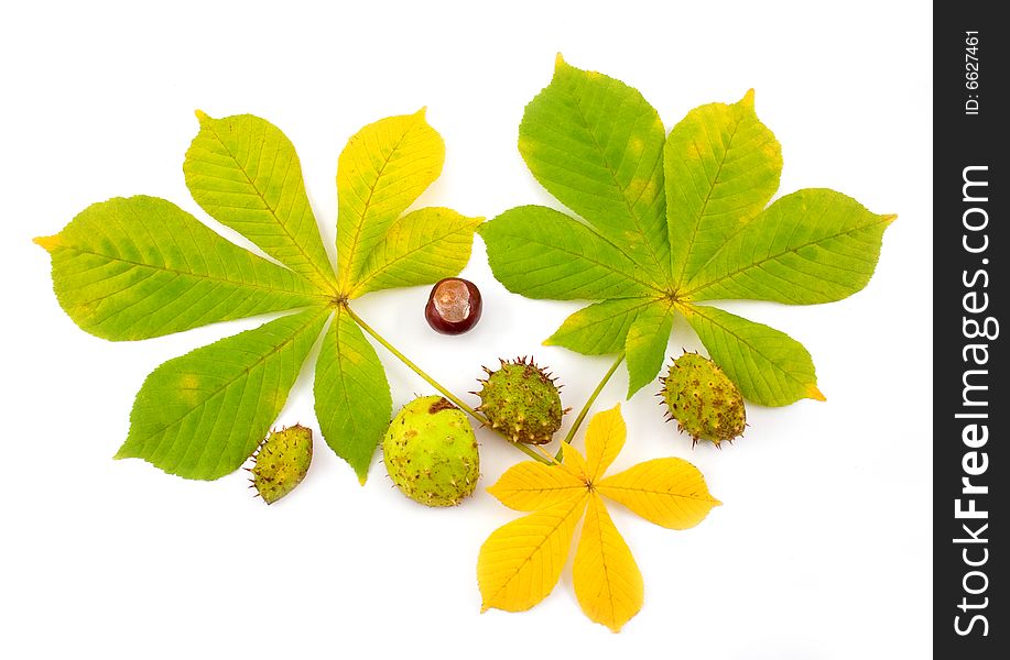 Autumn green and yellow leaves of chestnut with fruits and prickly environment on white background