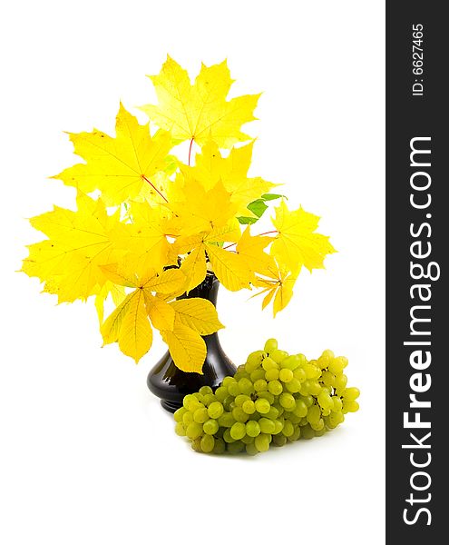 Green ripe grapes and black vase with bouquet autumn yellow branches chestnut and maple on white background