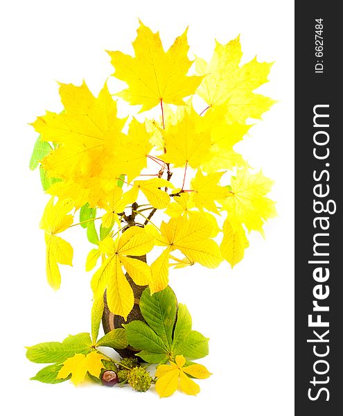Maple with yellow bright leaves