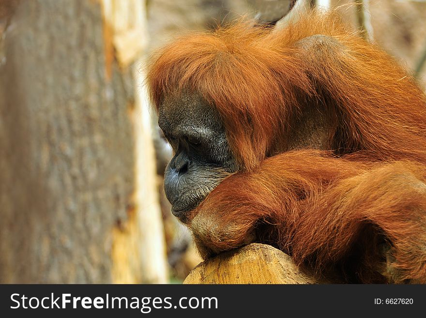 Portrait the sad orangutan in wildlife