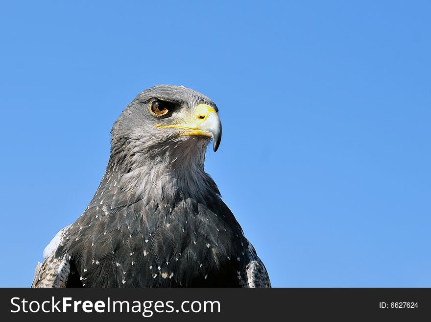 Eagle on a background of the light-blue sky