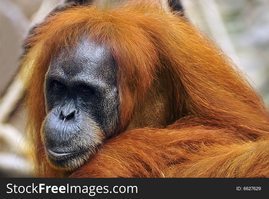 Portrait the sad orangutan in wildlife