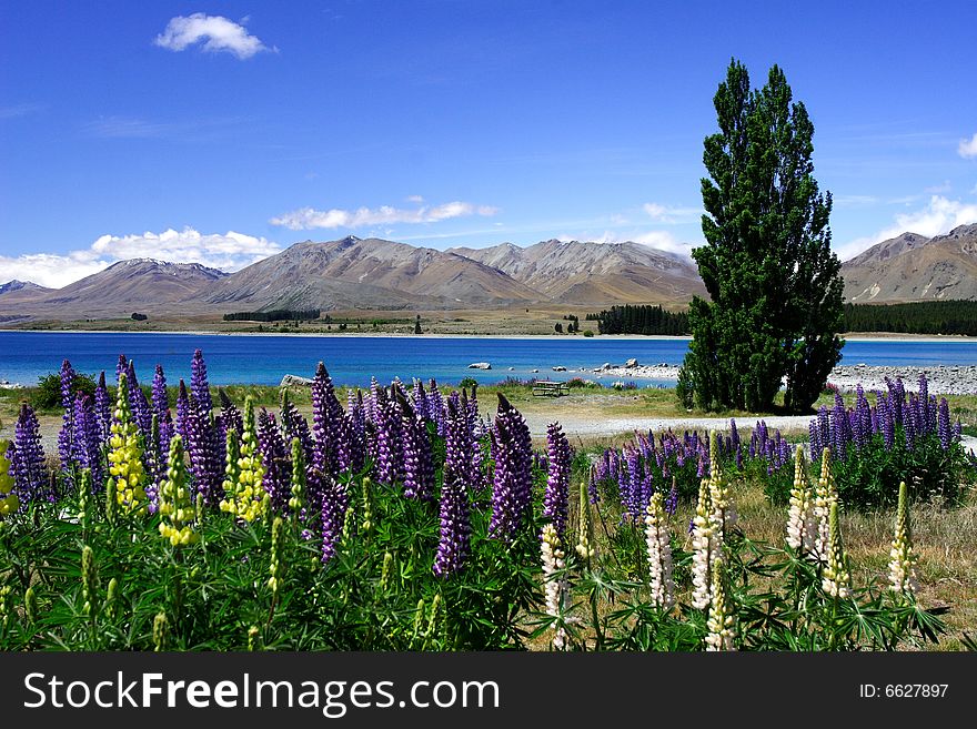 Lavender by lake Tekapo (3)