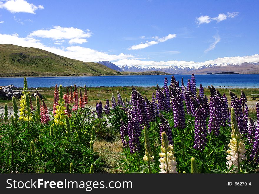 Lavender by lake Tekapo, new zealand, 200711, . Lavender by lake Tekapo, new zealand, 200711,