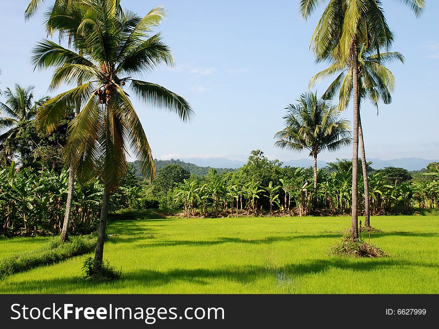 A tropical field in Thailand, with rice plants, banana trees and coconut palms.